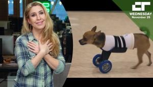 Pawsthetics Is 3D Printed Parts for Pets | Crunch Report